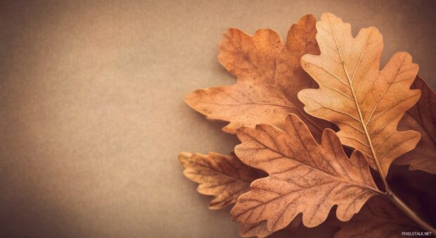 Vintage autumn leaves in warm shades of brown and orange, gently overlapping on a soft, grainy background.