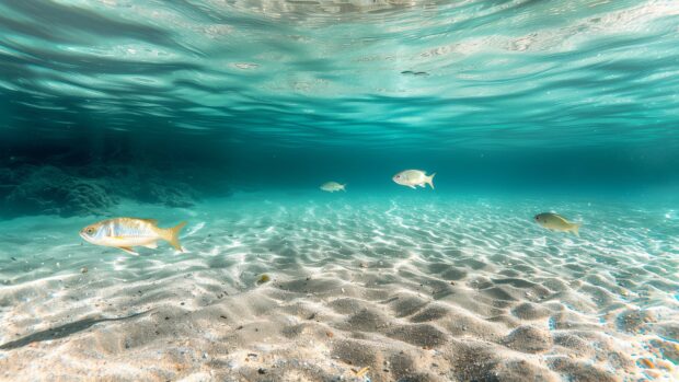 Wallpaper 4K Resolution with ocean fish swimming in crystal clear waters above a sandy seabed.