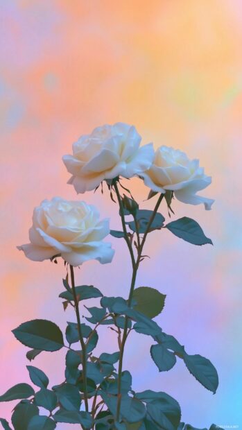 White roses iPhone wallpaper.