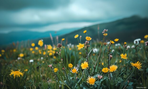 Wildflowers blooming in a spring landscape.