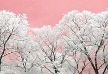 Winter PC wallpaper with snow covered trees with a pink winter sky.