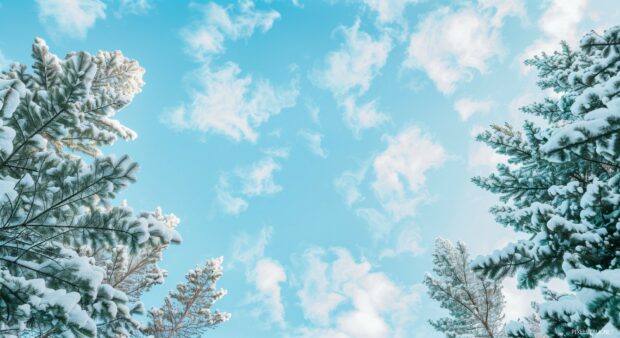 Winter forest background with snow covered fir trees and a blue sky.