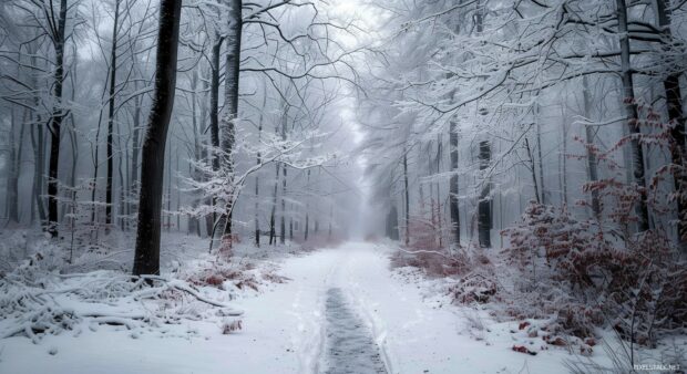 Winter landscape with a snowy forest path, scene wallpaper.