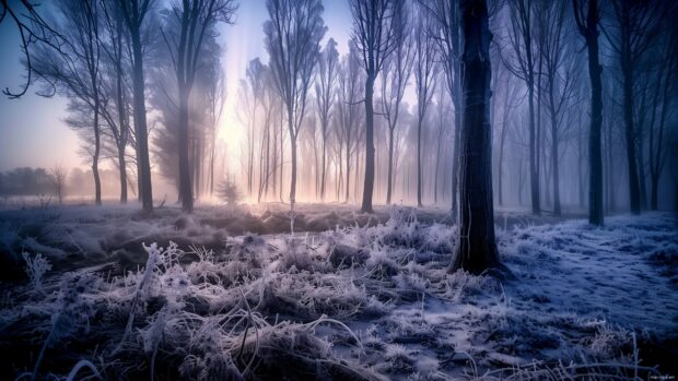 Winter scene 4K wallpaper with a frosty morning in a forest.