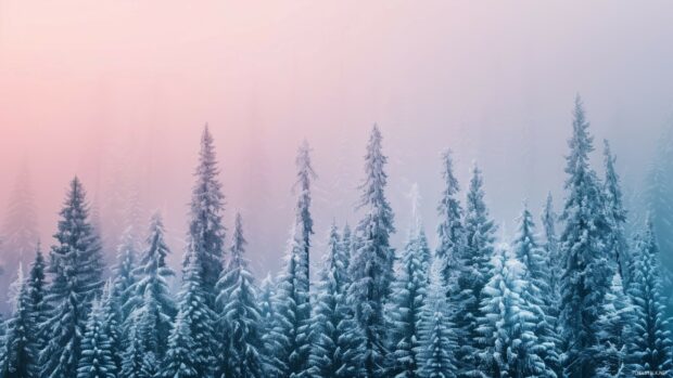 Winter scene wallpaper with snow covered trees and pink winter sky.