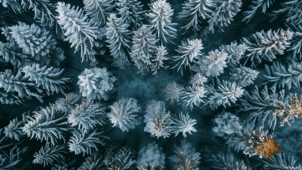 Winter snow on evergreen trees in a dense forest.