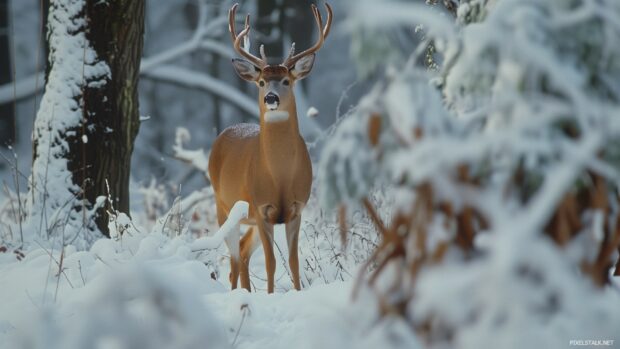 Winter wildlife PC wallpaper HD with a deer standing in the snowy woods.