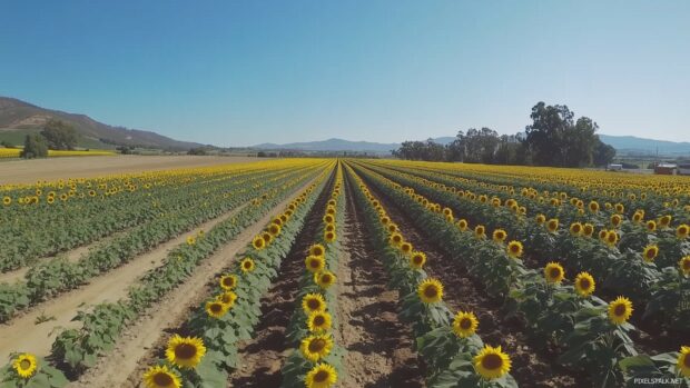 Wonderful sunflower field 1080p HD wallpaper with rows of vibrant sunflowers stretching as far as the eye can see, under a clear blue sky.