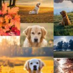 wallpaper of aesthetic dogs enjoying nature.