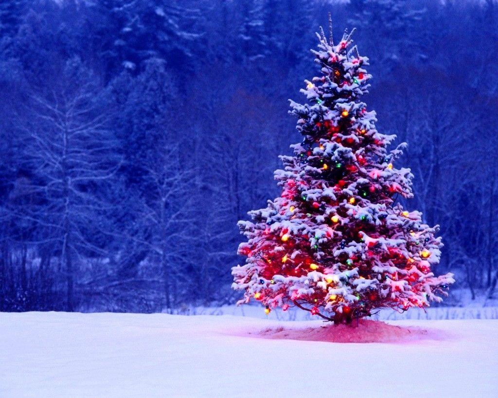 snow covered christmas tree Wallpaper Download  MOONAZ