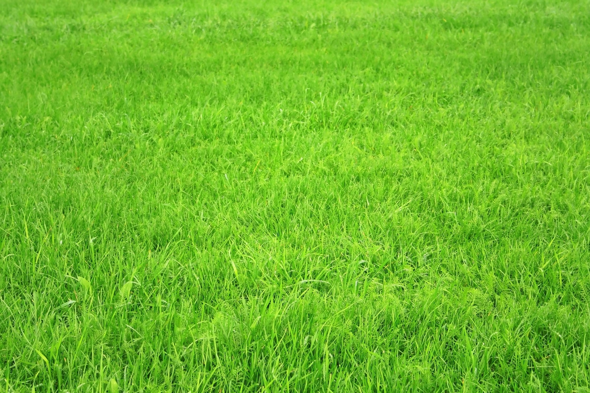 Grass Backgrounds Free 