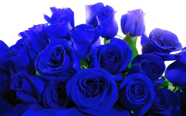 Best Wallpaper Blue Rose Abstract Free
