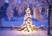 Christmas tree lights wallpaper background HD.