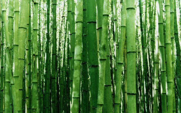 Free Bamboo Forest.