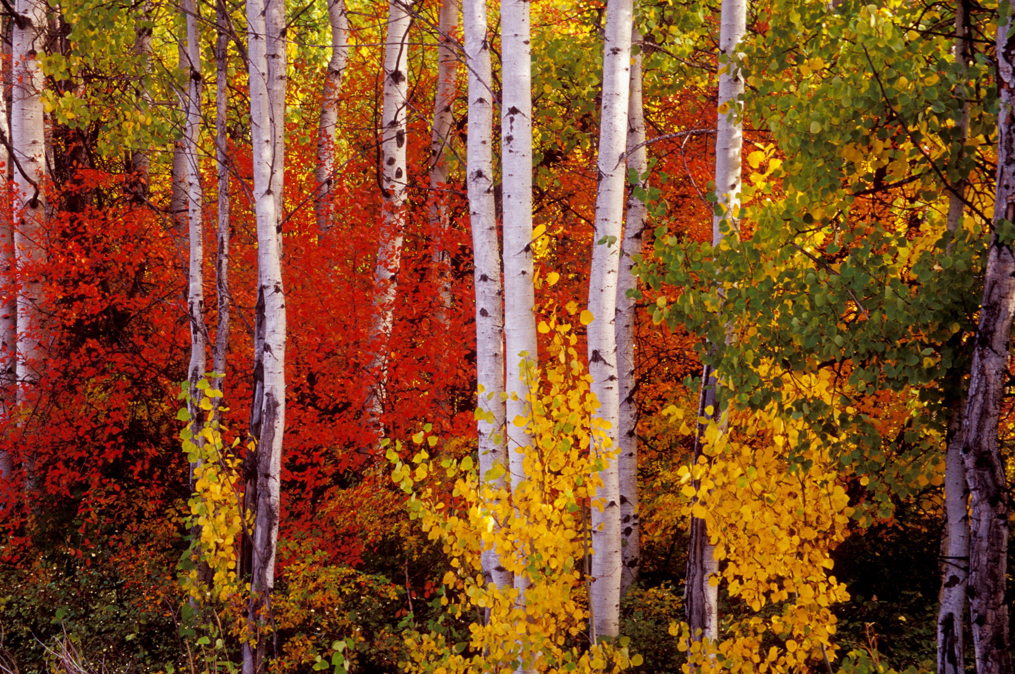 Birch Tree Wallpapers » Arthatravel.com