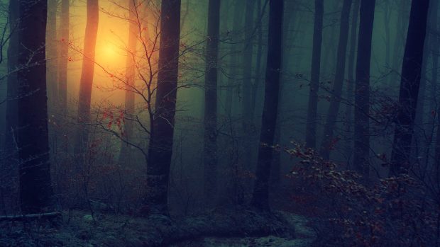 Photos dark woods download.