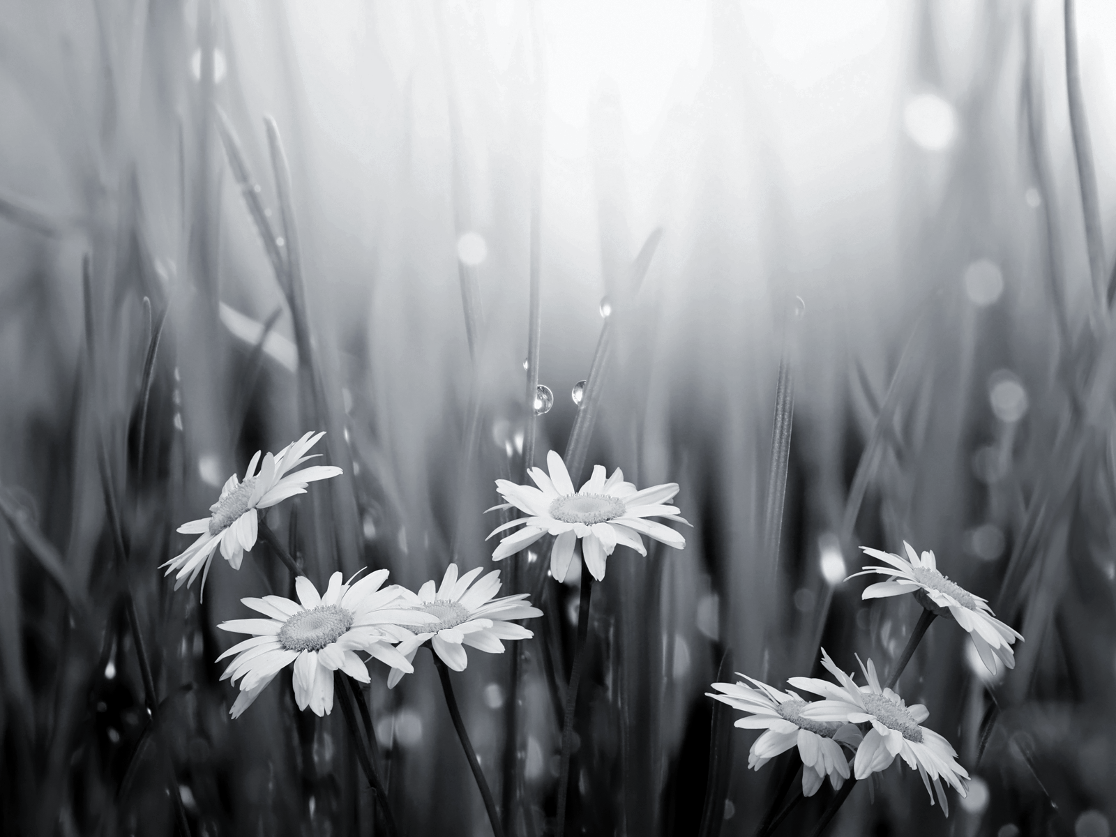 Black And White Floral Desktop Wallpaper