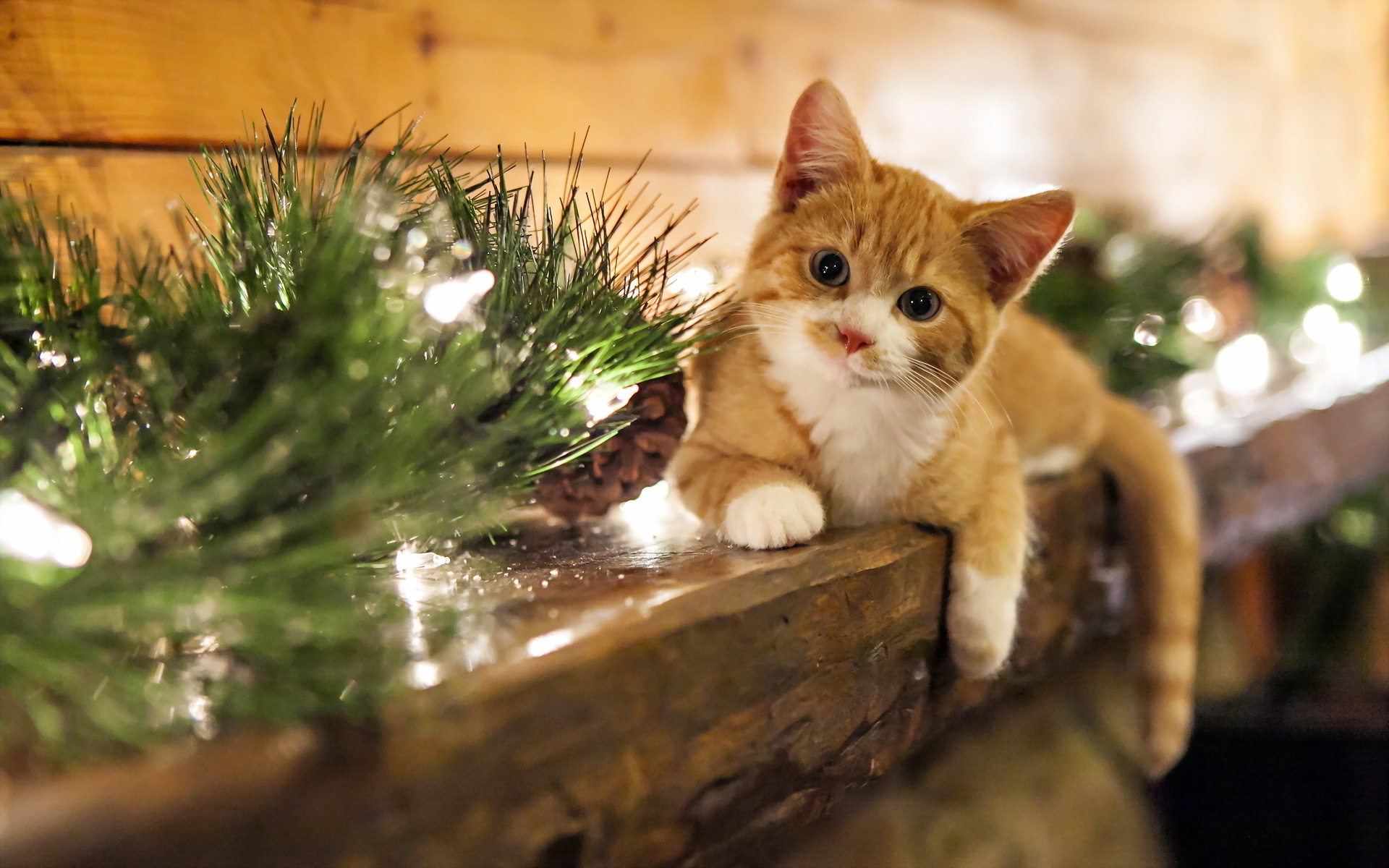 Cute Christmas Cats Wallpapers  Wallpaper Cave