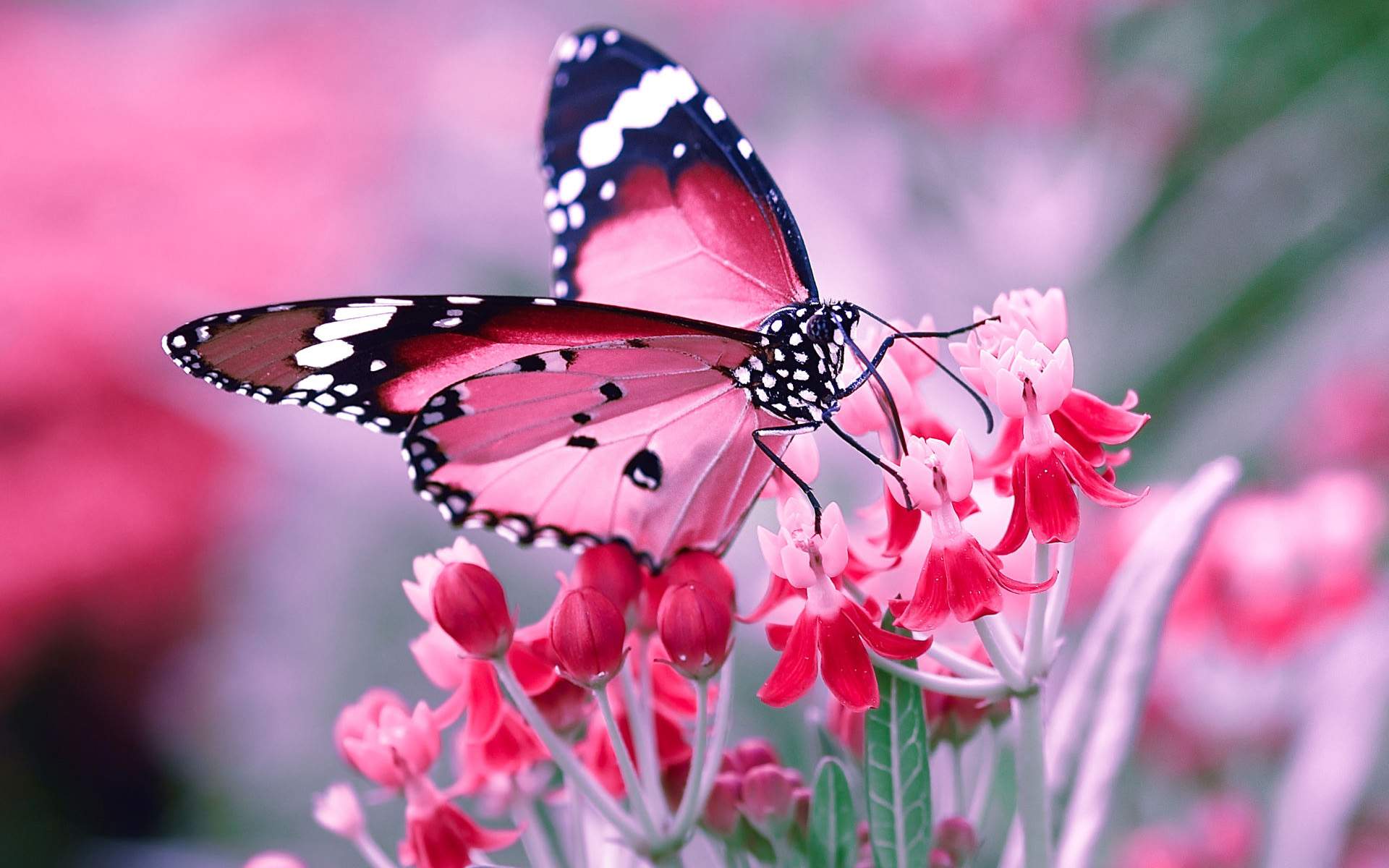 Unduh 68+ Wallpaper Pinterest Butterfly Gambar Viral - Posts.id