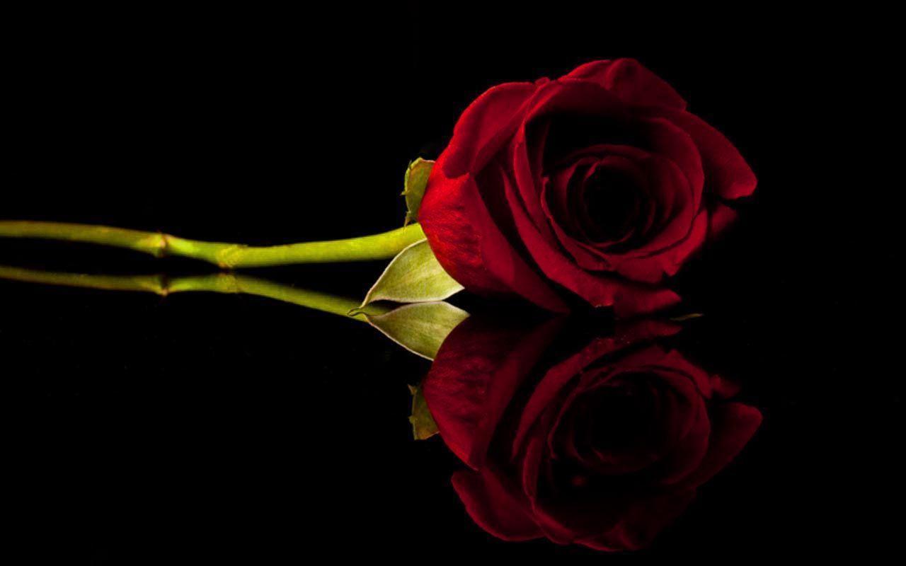 Red Rose Wallpaper 68 pictures