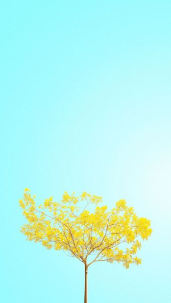 Beautiful Minimalist Spring Wallpaper for iPhone.