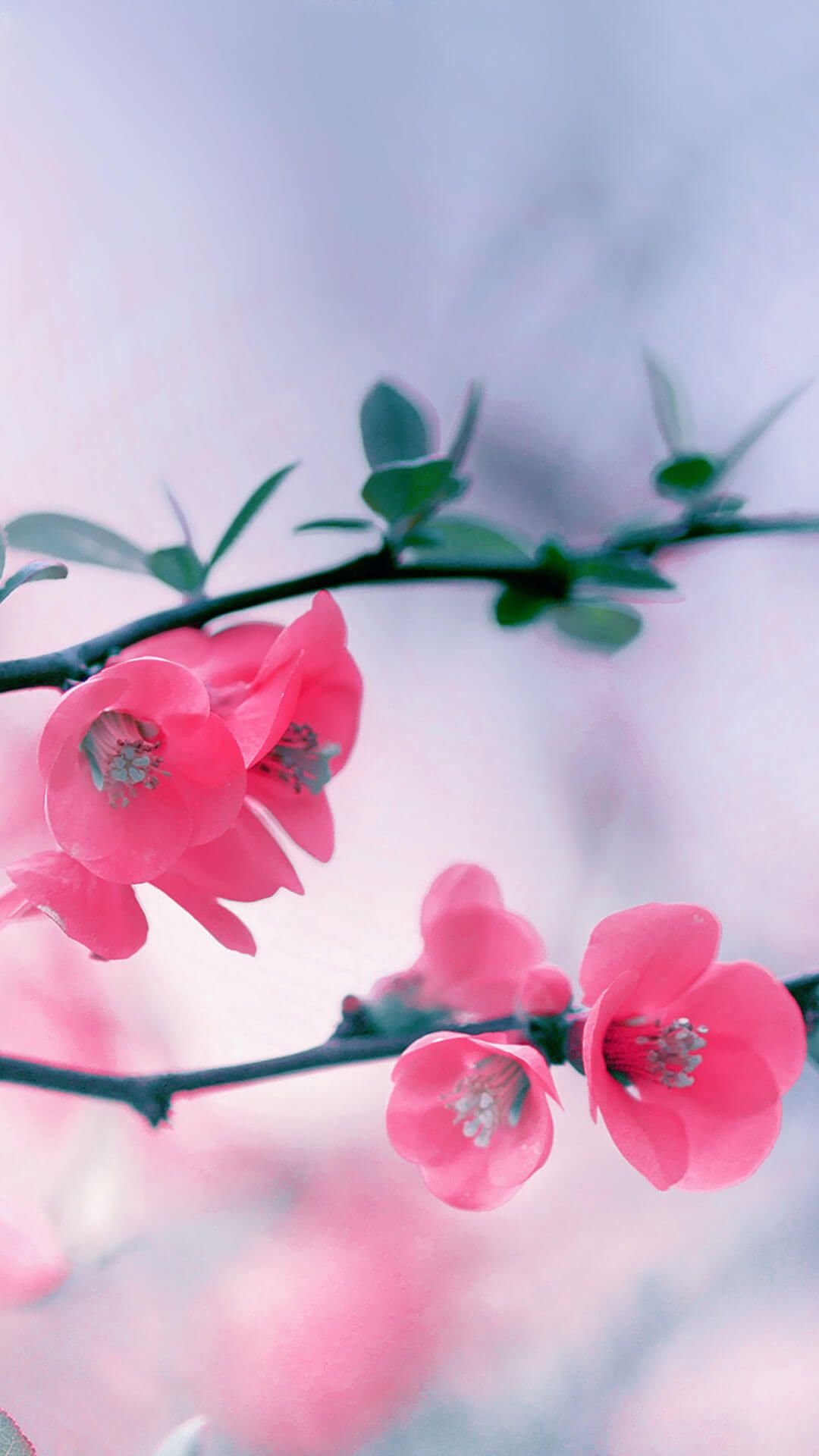 36 Aesthetic Spring Wallpaper for iPhone Free Download  May the Ray