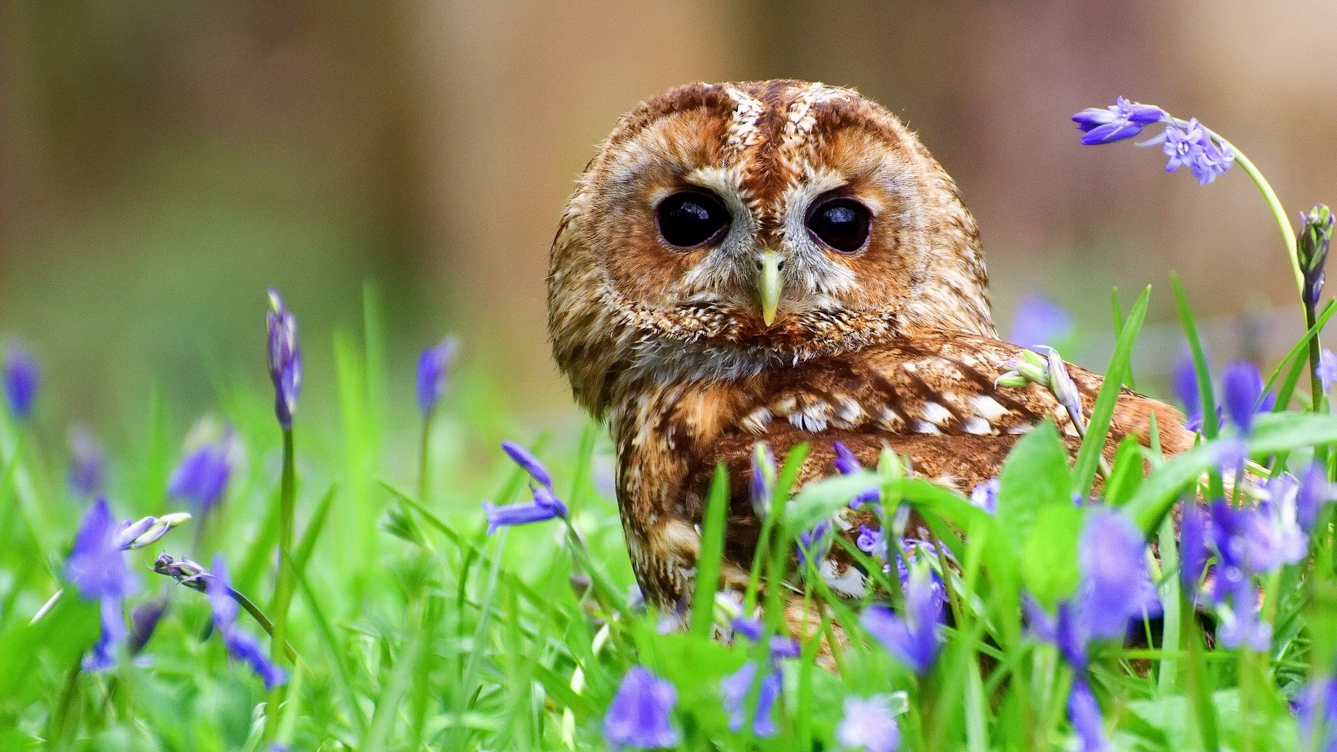 Cute Owl Backgrounds for Desktop | PixelsTalk.Net