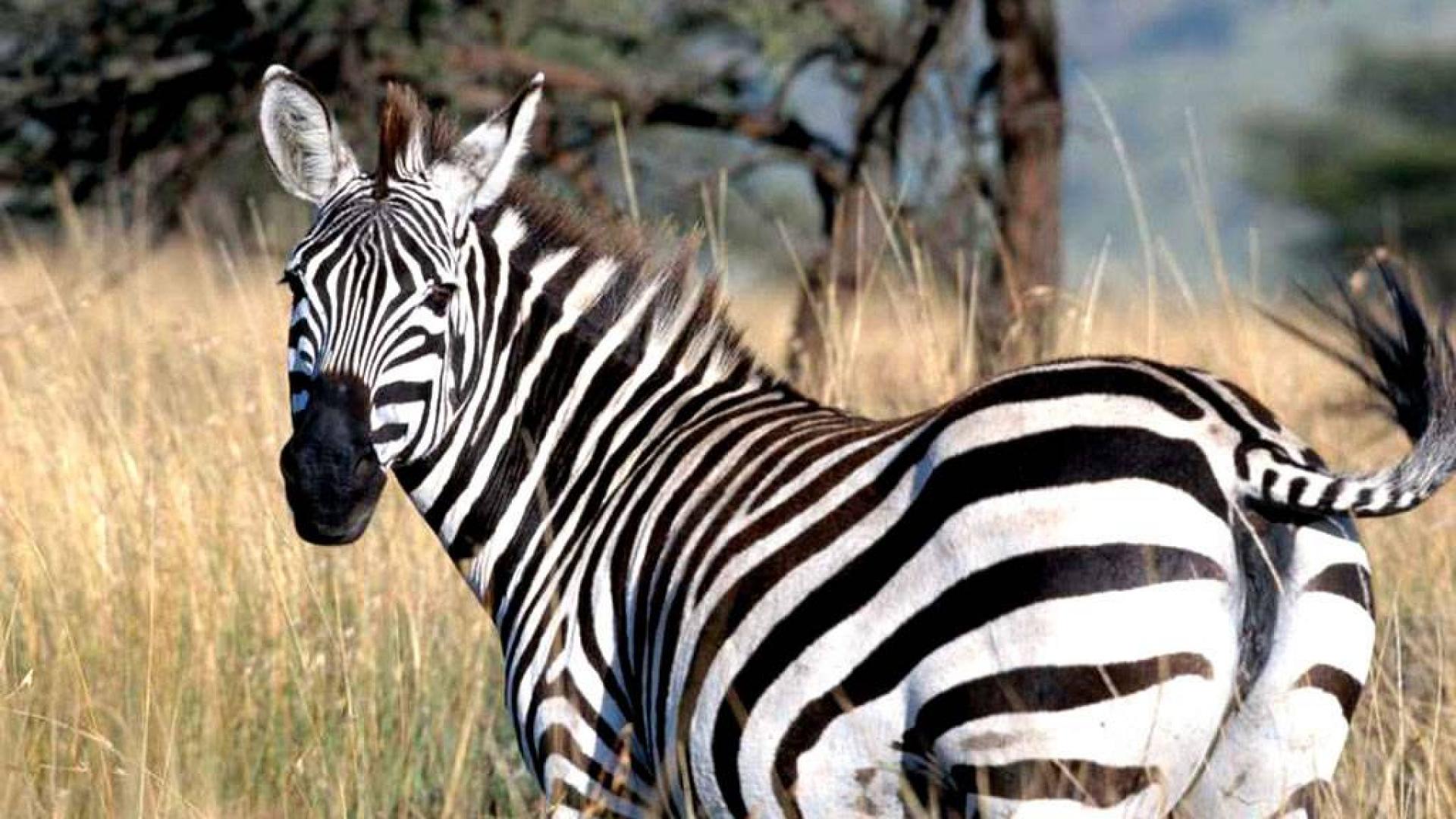 170 Zebra HD Wallpapers and Backgrounds