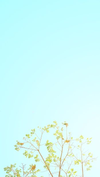 Minimalist Spring Wallpaper for Mobile.