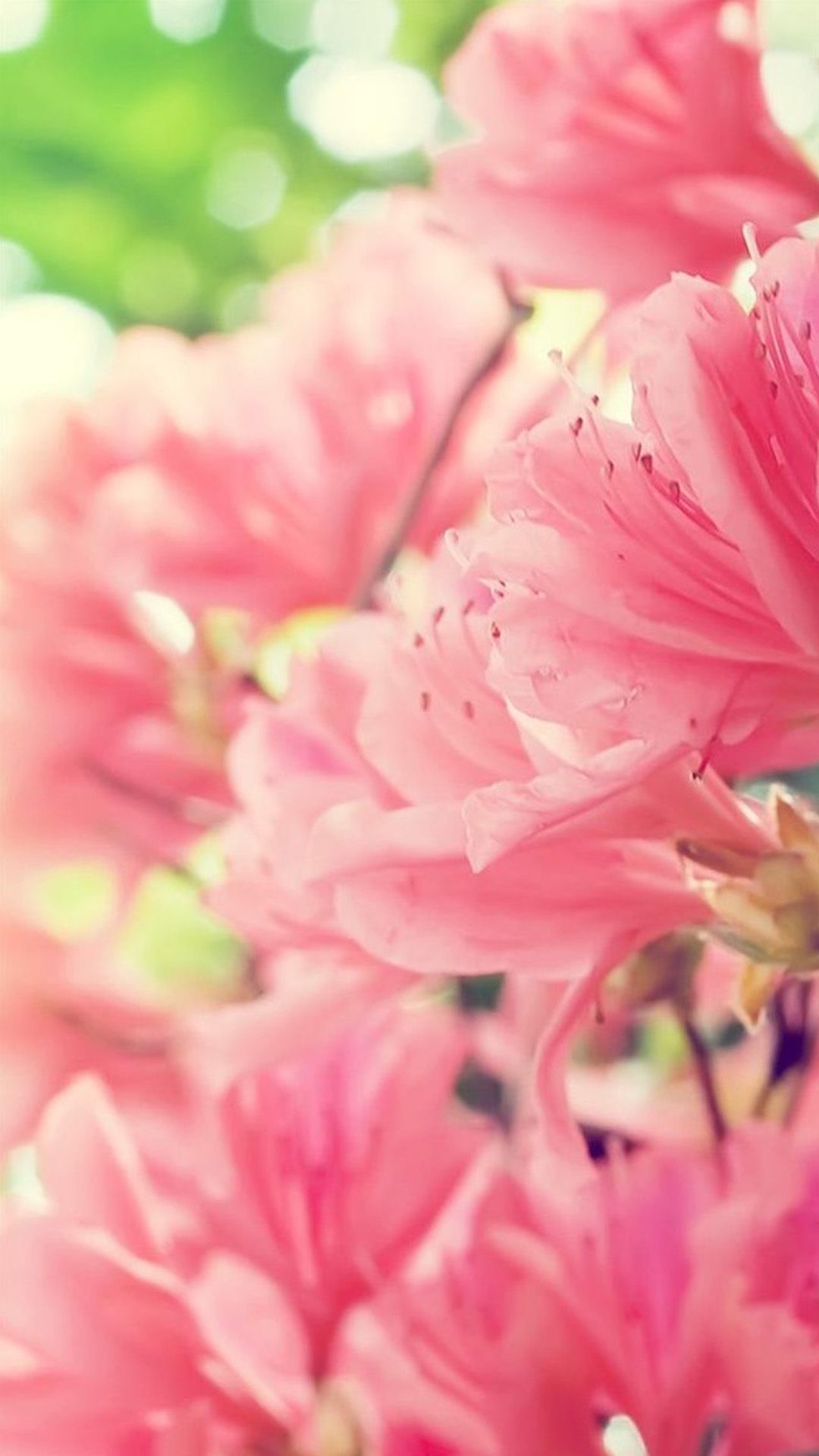 30 Stunning Spring Wallpapers For IPhone Screens 2023