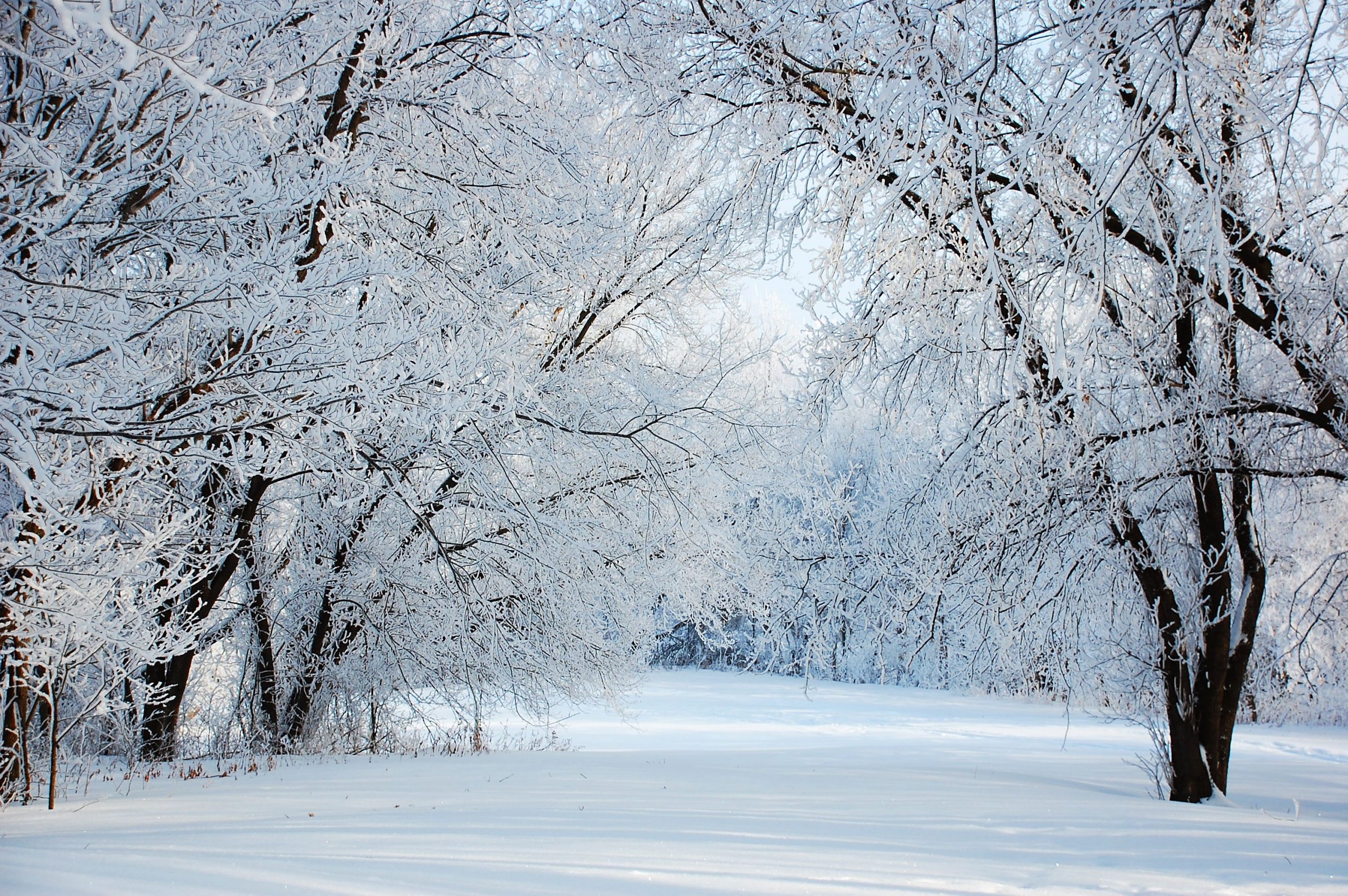 Winter Wonderland christmas cold forest snow tree HD phone wallpaper   Peakpx