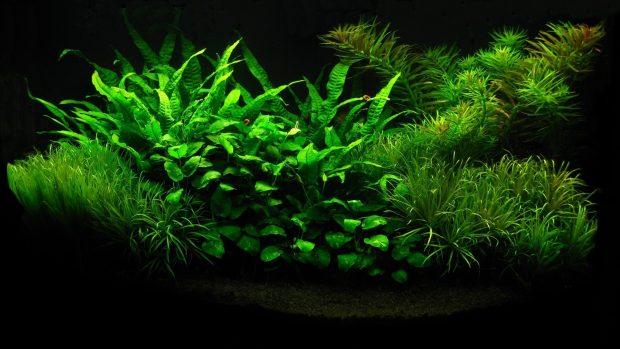 Green Plant in the Black Aquarium.