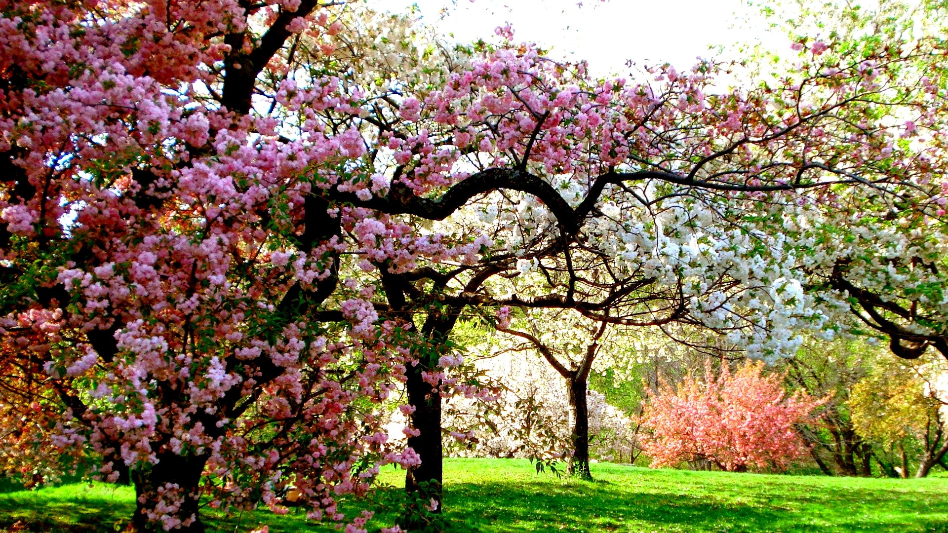 Beautiful Spring Images Download