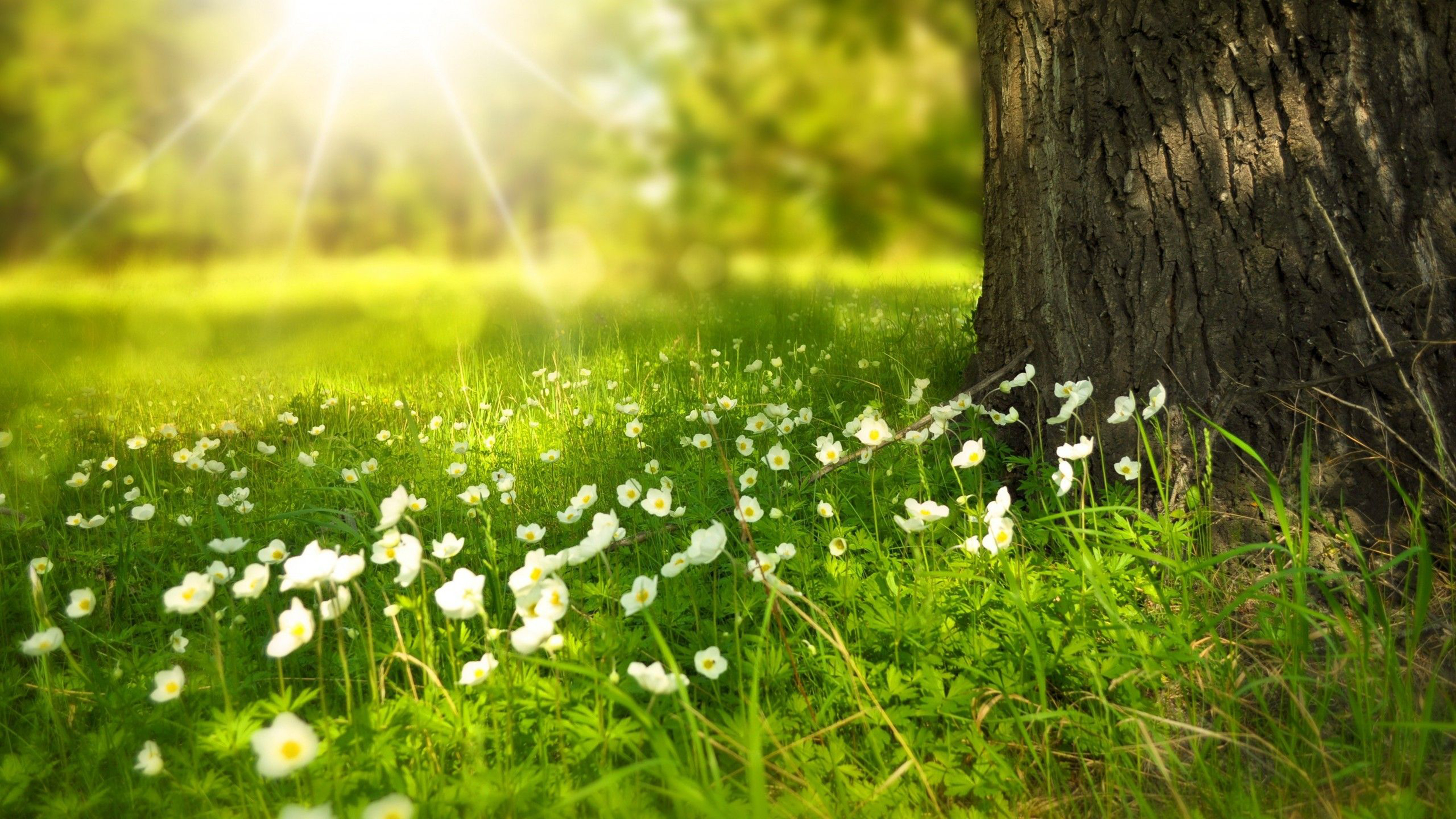 4K Spring Wallpapers  Top Free 4K Spring Backgrounds  WallpaperAccess