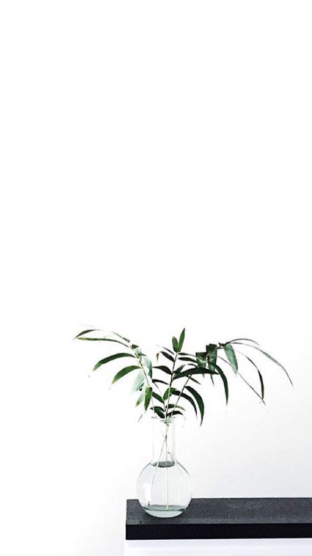 Tumblr Aesthetic iphone  Plant aesthetic Plant  Plant Shadow HD phone  wallpaper  Pxfuel