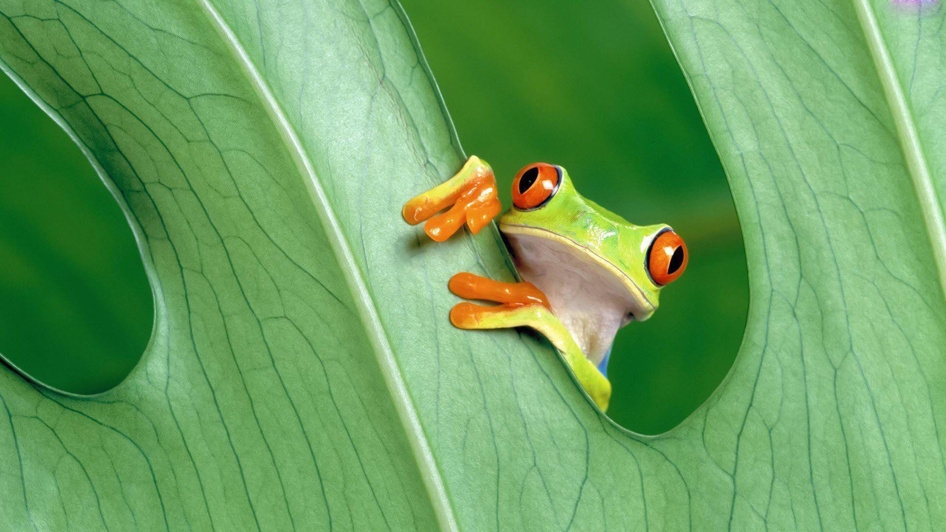 Cute Frog Wallpaper  VoBss