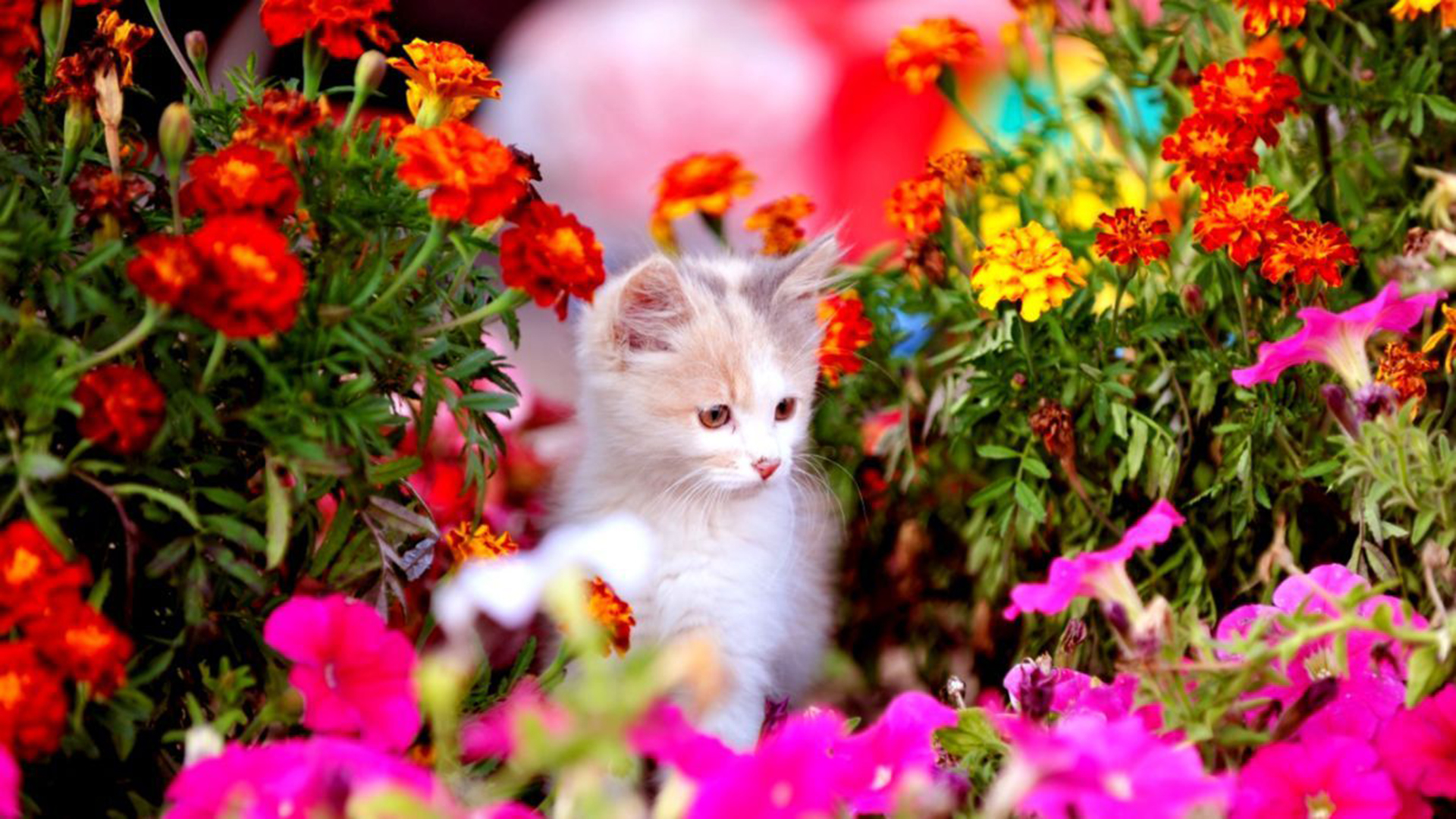 Cute Flowers Spring Wallpapers  Wallpaper Cave