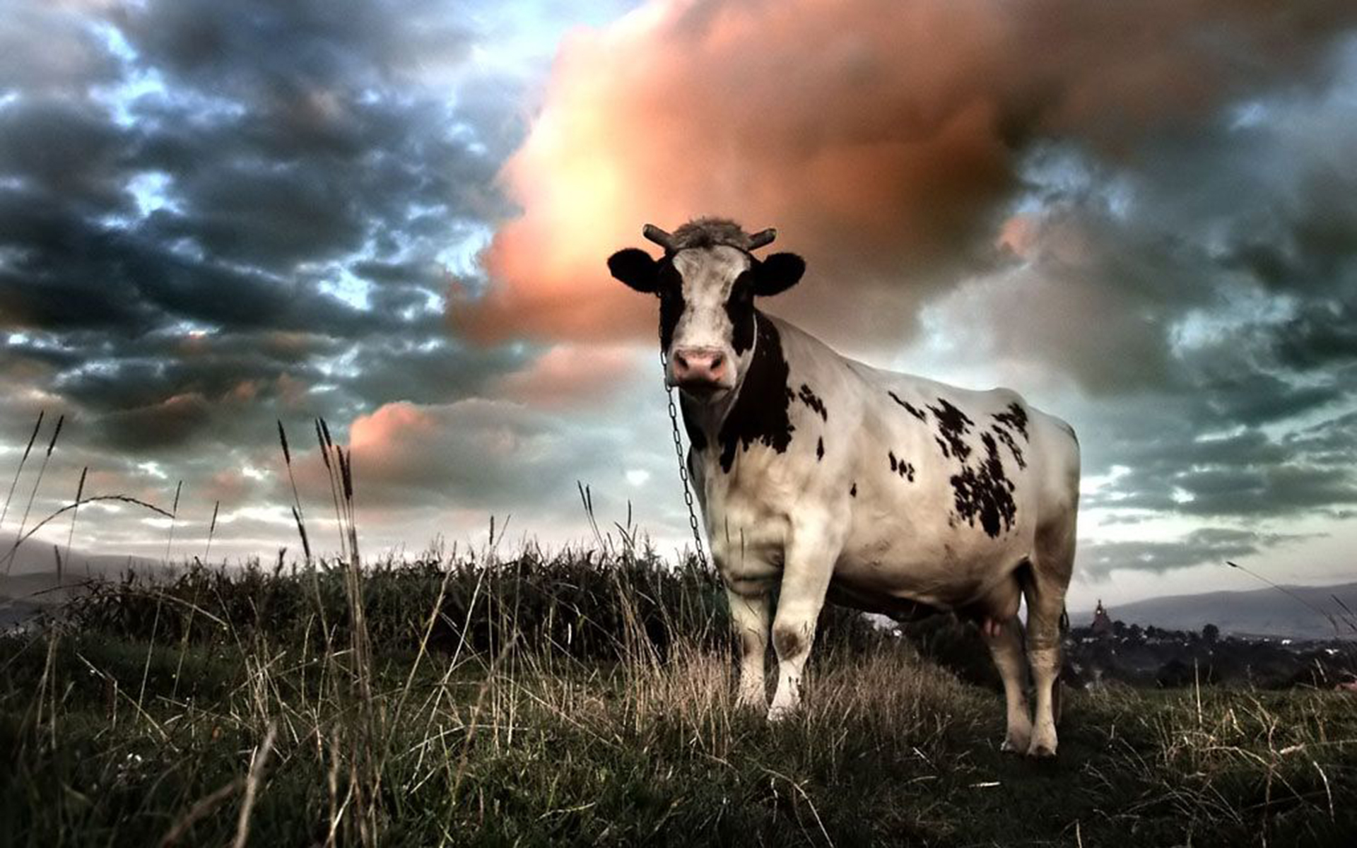 Cow Wallpapers on WallpaperDog