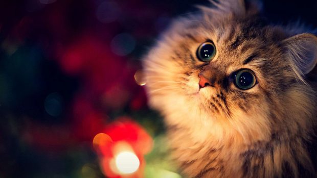 Aesthetic Cute Cat Backgrounds.