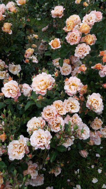 Aesthetic Flower Wallpaper HD Rose Cute.