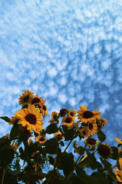 Aesthetic Iphone HD Wallpaper Sunflower.