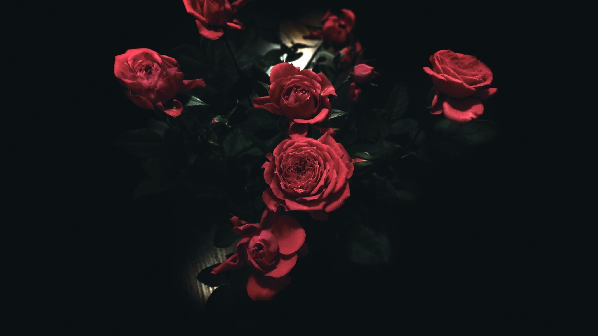 Rose black themes aesthetic lovely flower red pretty HD phone  wallpaper  Peakpx