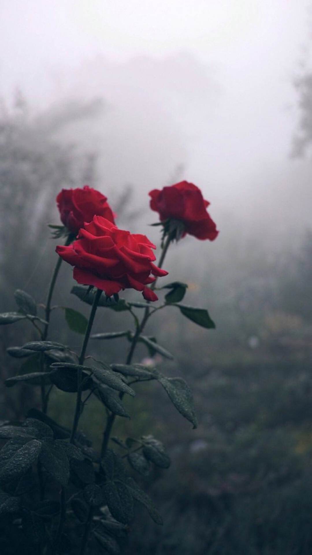 Wallpaper Red Roses in Close up Photography Background  Download Free  Image