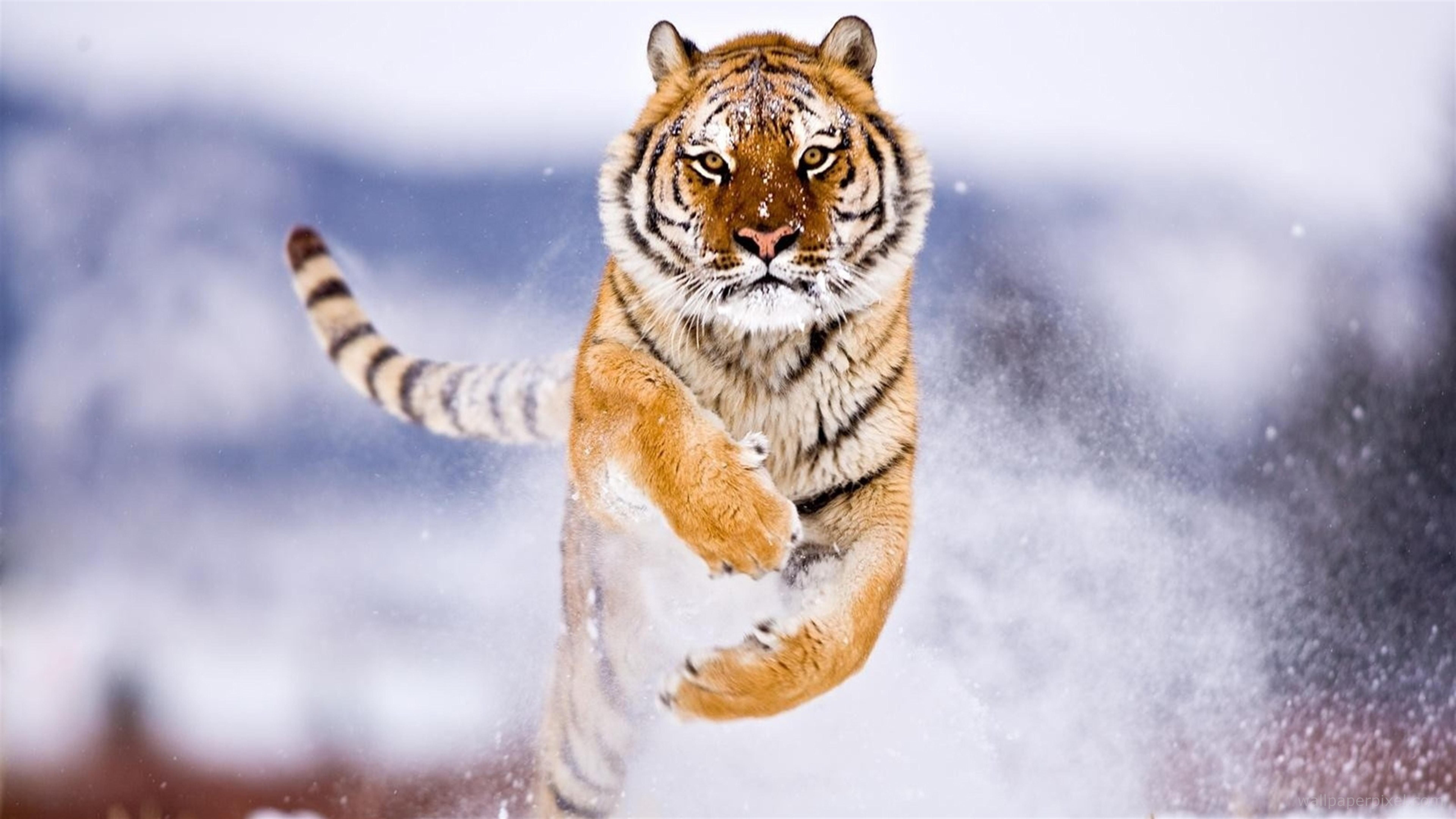 Tiger, cat, wild, animals HD wallpaper | Pxfuel