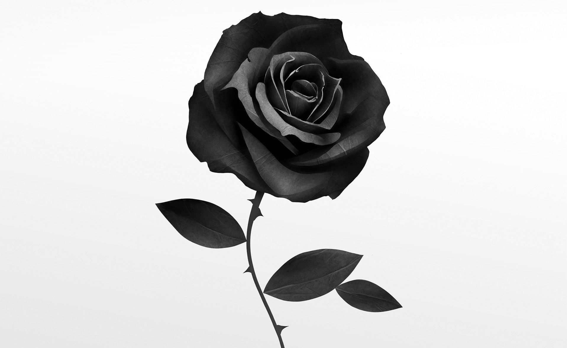 Discover 51+ aesthetic black rose wallpaper best - in.cdgdbentre