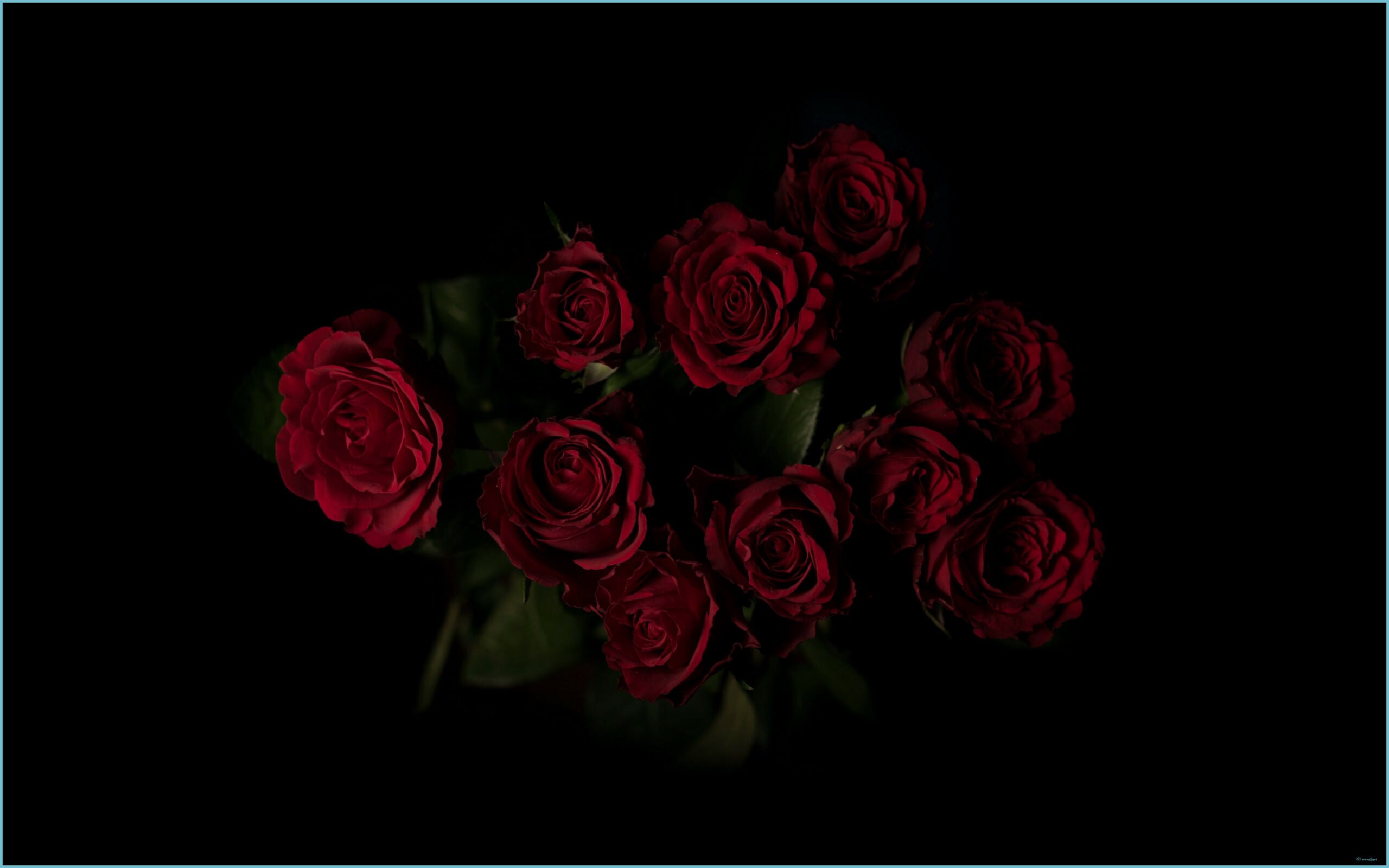 Black Roses HD Wallpapers Free Download