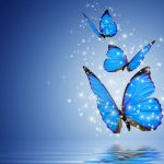 Butterfly Aesthetic Wallpaper Blue Color.