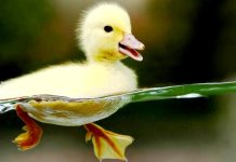 Cute Animal Backgrounds Duck.
