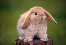 Cute Bunny Backgrounds HD.