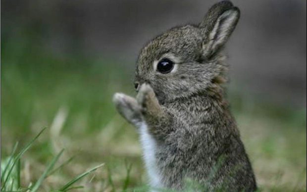 Cute Bunny Photo.